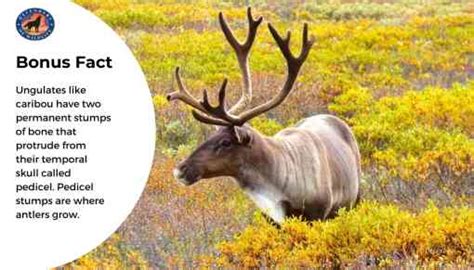 Click Through For Some Caribou Fun Facts Defenders Of Wildlife