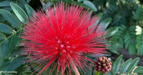 Growing Powder Puff Trees How To Care For Calliandra Plants