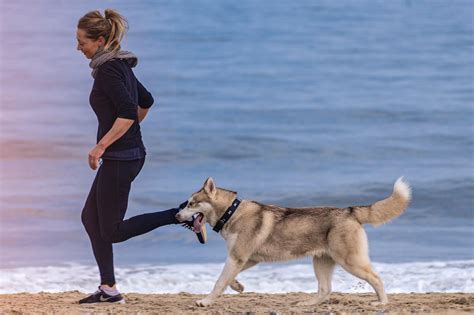 Is meloxicam (Metacam) safe for dogs and cats? | FirstVet