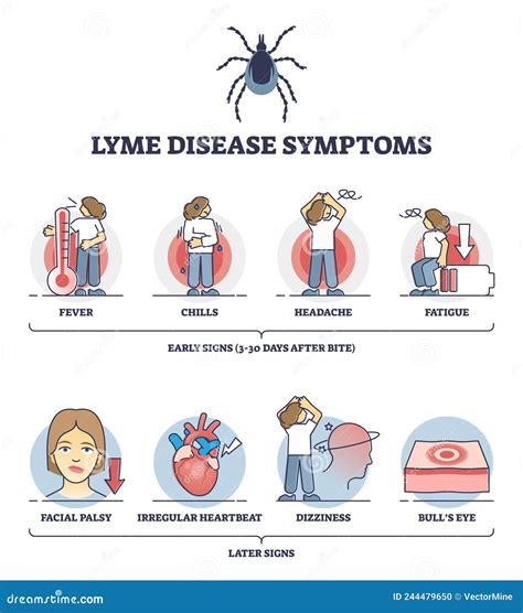 Lyme Disease Symptoms With Early And Later Illness Signs Outline Diagram Stock Vector