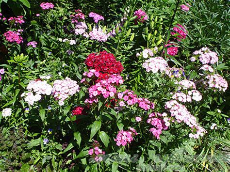 Турецкая гвоздика - Dianthus barbatus - фото - выращивание и уход ...