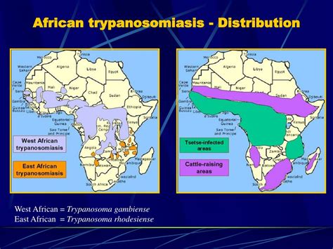PPT - African Trypanosomiasis: Causes, Symptoms, and Treatment