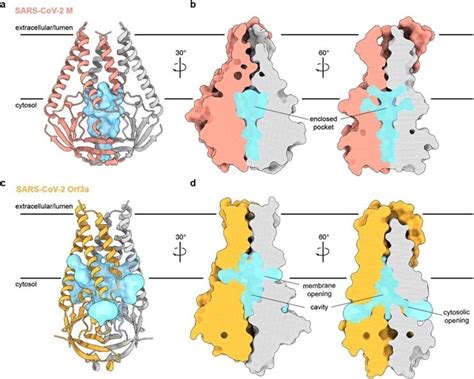 Cryo Electron Microscopy Structure Of Sars Cov 2 Membrane Protein