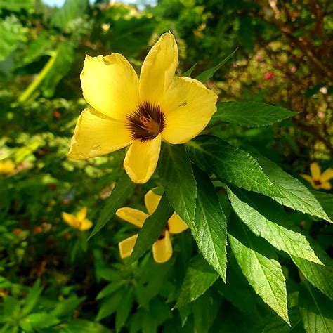 Turnera Subulata White Buttercup Uploaded By Luna Lina