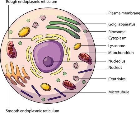 Unicellular & Multicellular Organisms Diagram | Quizlet