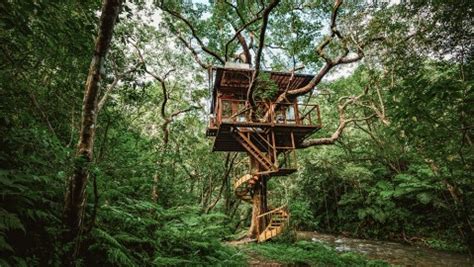 How Luxury Tree Houses Are Giving Guests a High-End Resort Experience