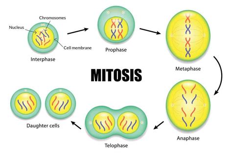 Mitosis And The Cell Cycle Gcse Biology Revision