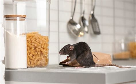 Rat Removal Services | 100% Humane | Bad Company