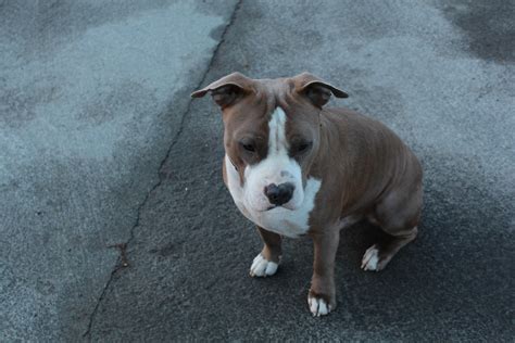 Free Images : animal, pet, bulldog, dogs, vertebrate, dog breed, pit