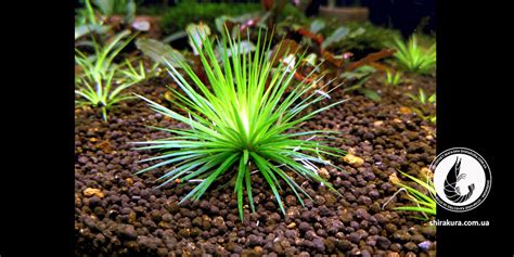 Эриокаулон Поларис / Eriocaulon Polaris