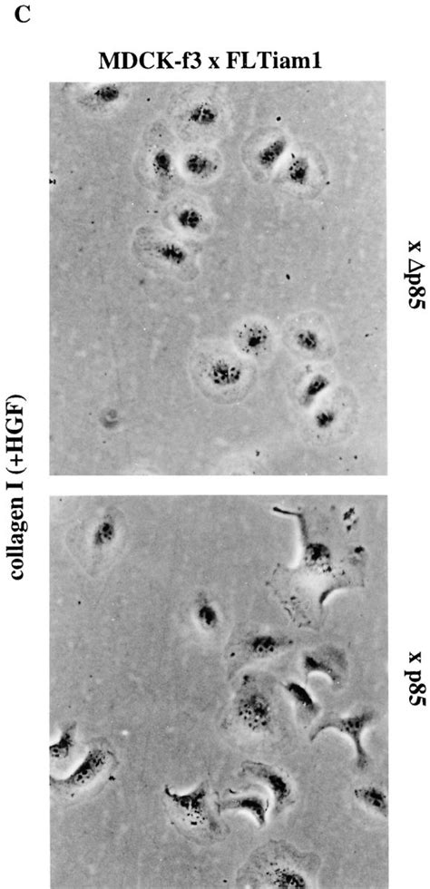 Matrix Dependent Tiam1 Rac Signaling In Epithelial Cells Promotes