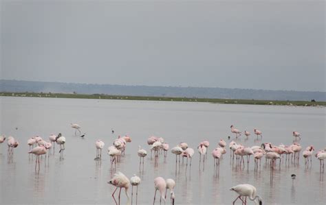 4 Day Lake Nakuru Masai Mara Safari Kenya Tour Packages