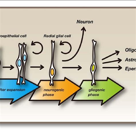 Neural Stem Progenitor Cells And Their Differentiation Initially