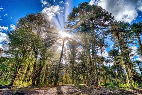 Estos son los ocho bosques más hermosos del planeta Revista Diners