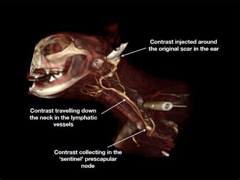 Sentinel Lymph Node Aura Veterinary