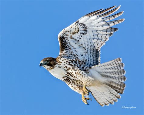 Light Morph Juvenile Red Tailed Hawk Photograph By Stephen Johnson