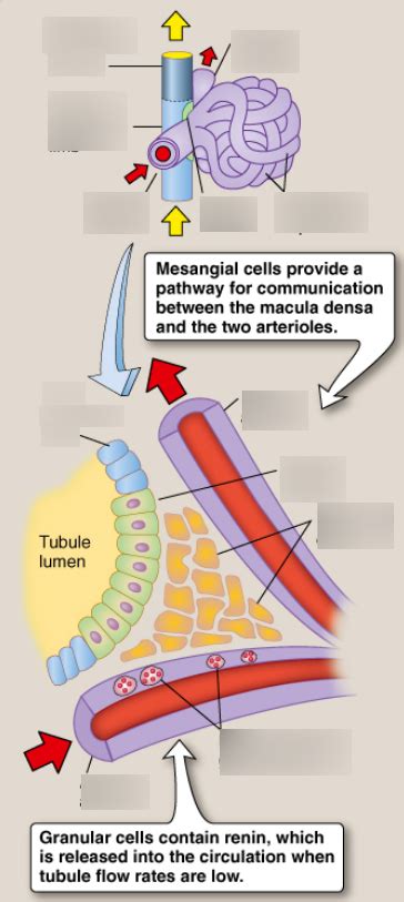 Macula densa relations. Diagram | Quizlet