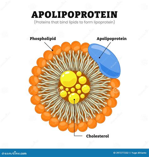 Apolipoprotein Cartoons Illustrations And Vector Stock Images 86