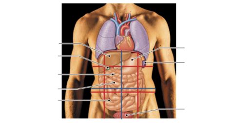 Abdominopelvic Quadrants And Regions Diagram Quizlet