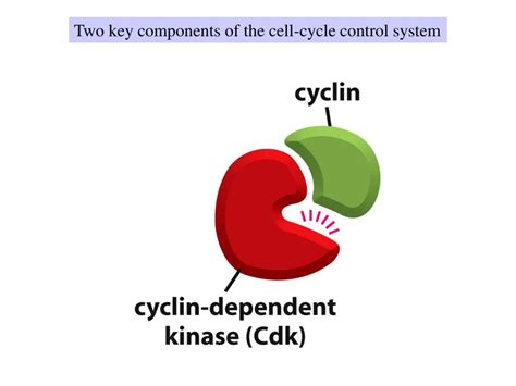 Ppt Chapter 17 The Cell Cycle Powerpoint Presentation Free Download