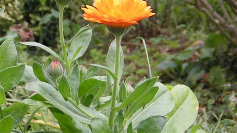 Laacher Kr Uterbl Tter Ringelblume Calendula Benediktinerabtei