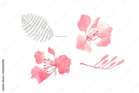 watercolor painting of Royal Poinciana flowers elements on white ...