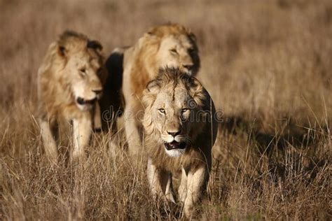 Three Male Lions on the Masai Mara. A group of three Male Lions on the ...