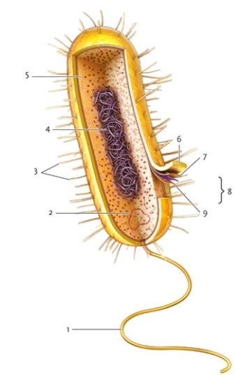 Figure 23-1 -In the Diagram of a Bacterial Cell in Figure 23-1 | Biology+