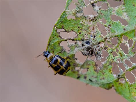 Pseudococcus Adonidum Entomolog A De Una Plaga Temida