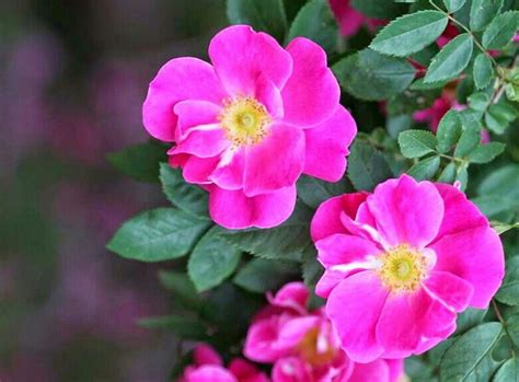 Шиповник | Flowers, Plants, Rose