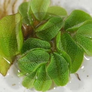 Salvinia molesta Giant salvinia AQUARIUM WATER PLANT DUCKWEED MINI FLOATING PLANT Salvinia ...