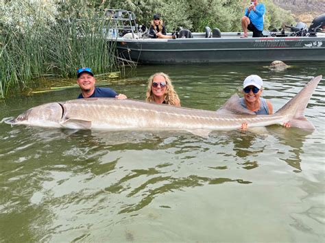 Angler F Ngt Ber Drei Meter Langen Rekordst R In Idaho Blinker