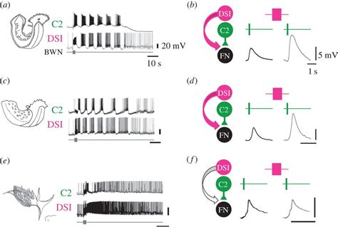 Evolution Of Central Pattern Generators And Rhythmic Behaviours