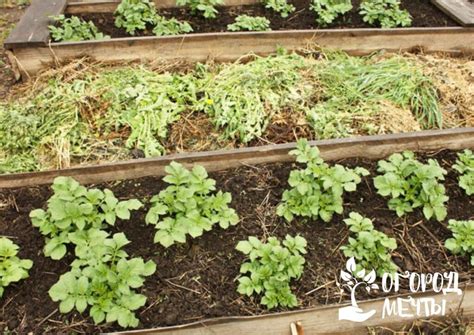 Какие удобрения лучше использовать при посадке картофеля
