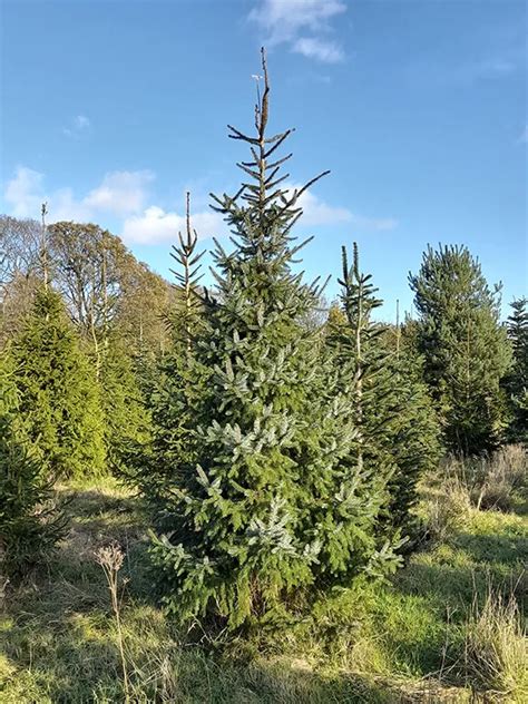 Frenchay Christmas Tree Farm Christmas Tree Varieties And Pot Grown Trees