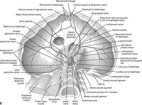 Phrenic Nerve Diaphragm