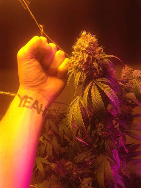 Weed Punslogout - Sotheby’s Institute Digital Archive