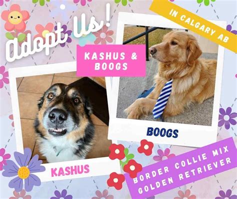 Golden Retrievers For Adoption In Alberta Safe Private Pet Adoptions