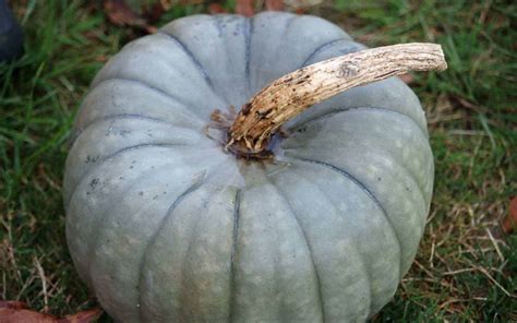 20+ blue pumpkins 💎 🎃 BEST varieties for fall decor