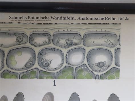 Rare vintage PLANT EPITHELIUM school chart BOTANICAL Quelle & | Etsy