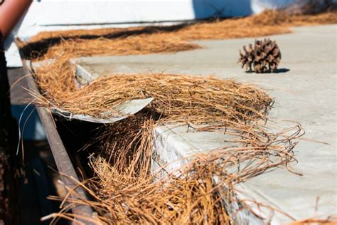 Simple Tips To Keep Pine Needles Out Of Your Gutters My Backyard Life