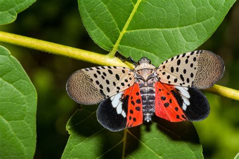 Spotted lanternfly | Description, Life Cycle, Host Plants, Control ...