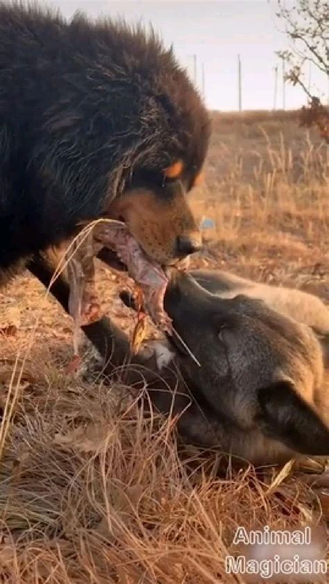 Tibetan Mastiff Vs Wolf Comparison