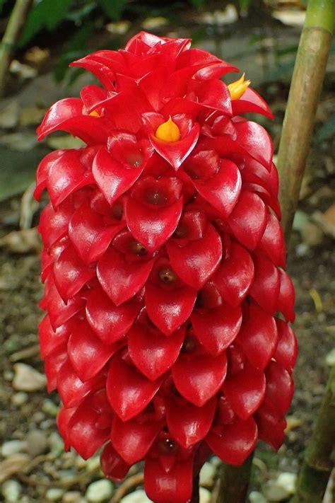 Красные экзотические цветы - 77 фото