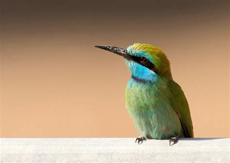 Arabian Green Bee Eater Merops Orientalis Cyanophrys Flickr