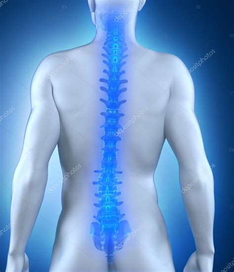 Human spine anatomy posterior view — Stock Photo © CLIPAREA #23209112