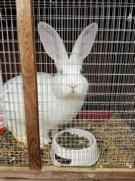 Male Giant Continental Rabbit In Aylesbury Buckinghamshire Gumtree