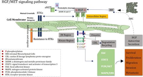 Frontiers Research Progress On The Regulation Mechanism Of Key Signal