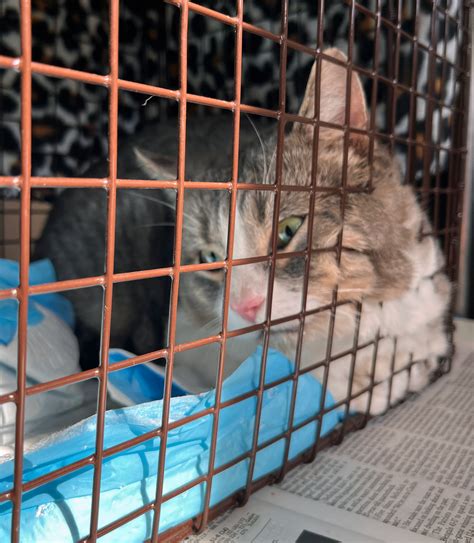 WELCOME TO SCRUFF - Spaying Capital Region Unowned Feral Felines (SCRUFF)