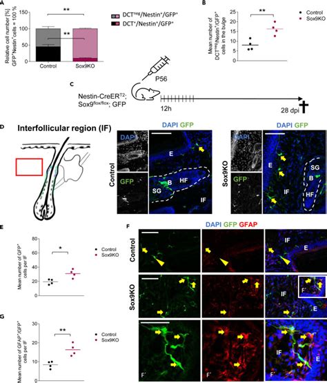 Sox9 Regulates Melanocytic Fate Decision Of Adult Hair Follicle Stem